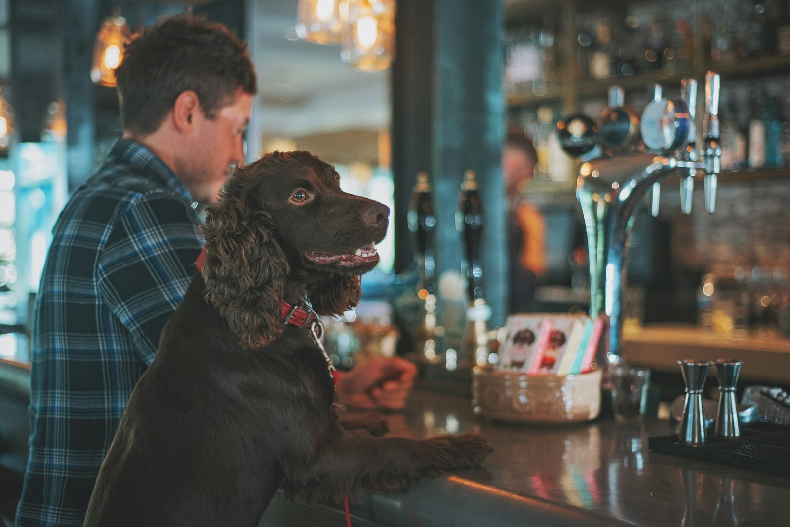 Dog sitting inside a dog-friendly pub